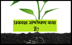 prakash sanshleshan Photosynthesis hindi